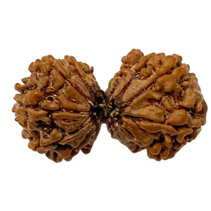 14 Mukhi Gaurishankar Rudraksha