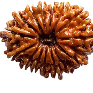 15 Mukhi Rudraksha