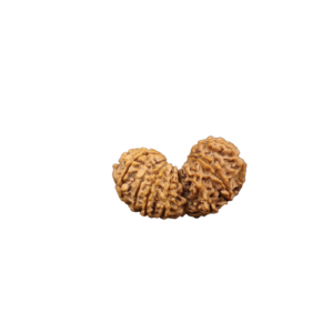 16 Mukhi Gaurishankar Rudraksha