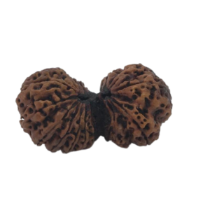 17 Mukhi Gaurishankar Rudraksha