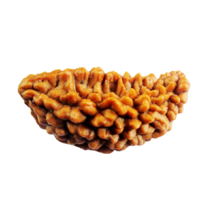 1 Mukhi Indian Rudraksha