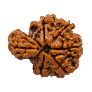 1 Mukhi Savar Rudraksha