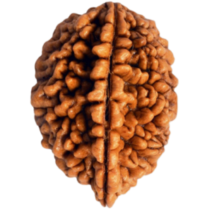 2 Mukhi Rudraksha