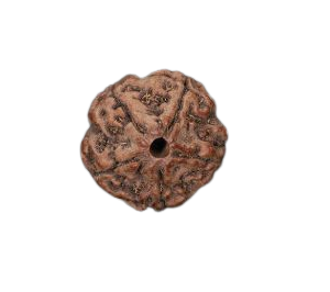 5 Mukhi Hybrid Rudraksha