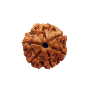 6 Mukhi Hybrid Rudraksha