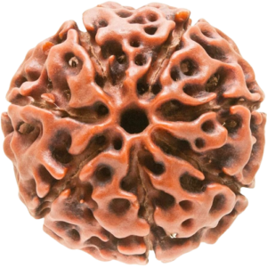 7 Mukhi Hybrid Rudraksha