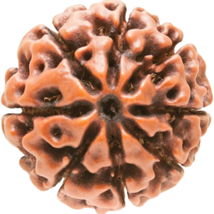 Hybrid Rudraksha