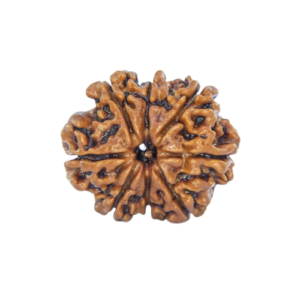 Rudraksha