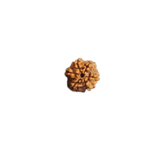 WORLD SMALLEST RUDRAKSHA