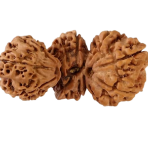 Trijudi Rudraksha