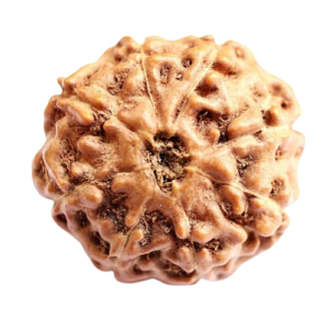 Indonesian Rudraksha