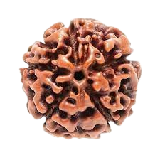 Nepalese Rudraksha